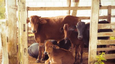 Lorem ipsum gibi yapay metinler