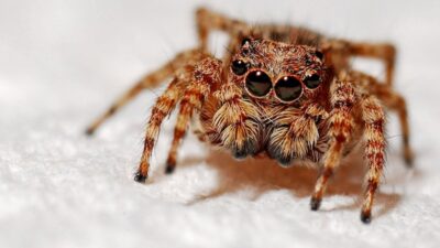 Lorem ipsum gibi yapay metinler