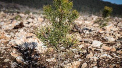 Türkiye, Azerbaycan’a 100 bin fidan gönderdi