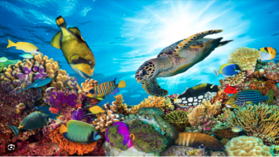 Dünyadaki okyanusların %40'a kadarının kirlilik,