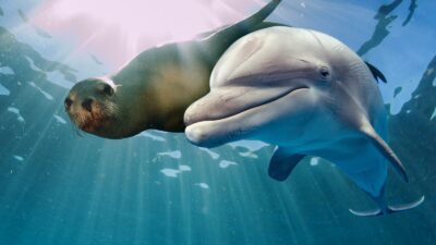 Dünya Balina ve Yunus Günü