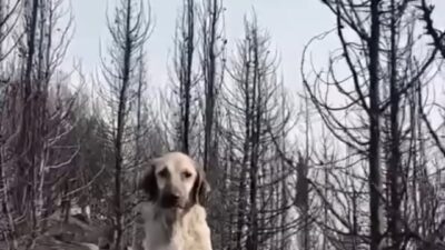 İzmirde’ki orman yangının acı ve görünmeyen yüzü