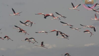 “Quşların miqrasiya yolunun üzərində yerləşən