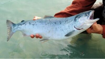 Dünyada büyük ‘balık’ krizi… Türkiye’ye de satılan somonda bit!