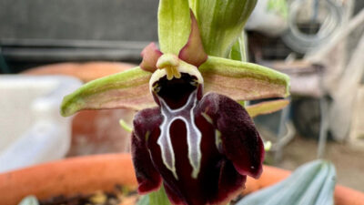 “Xarı bülbül” Madriddə çiçək açıb